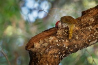 Datel zlatoocasy - Campethera abingoni - Golden-tailed Woodpecker o6020
